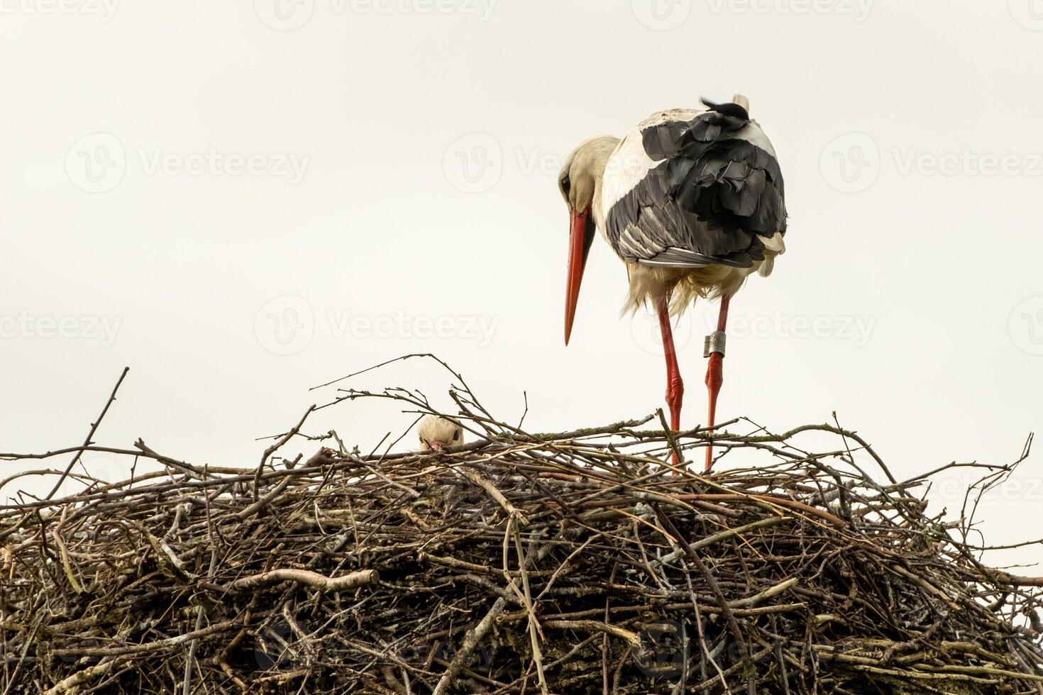 Stork in nest with offspring photo