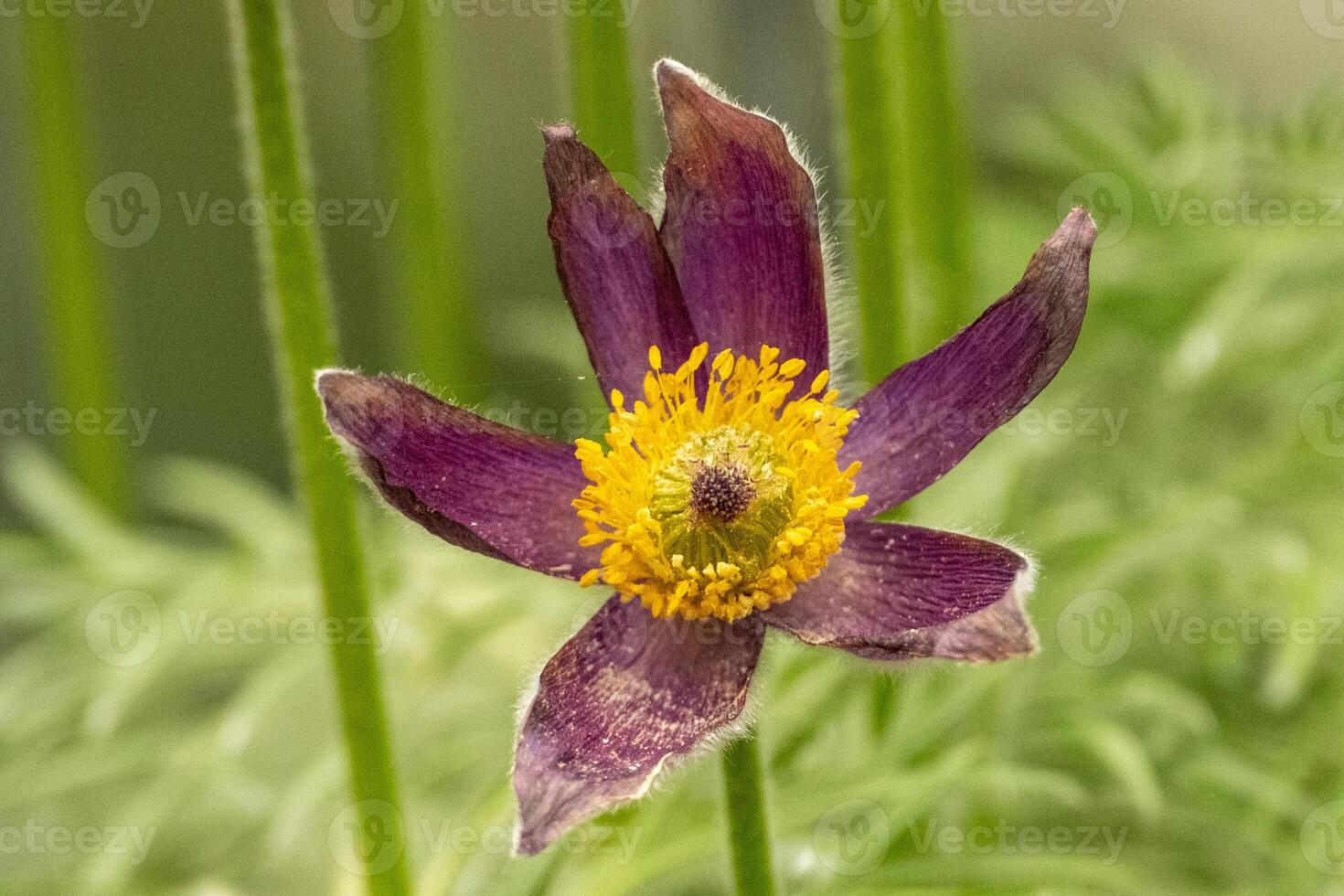 beautiful flower of a Pasque Flower Pulsatilla vulgaris photo