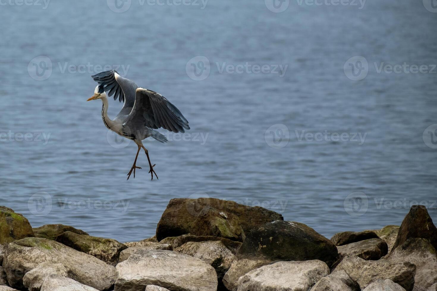 gray heron in flight at the north sea photo