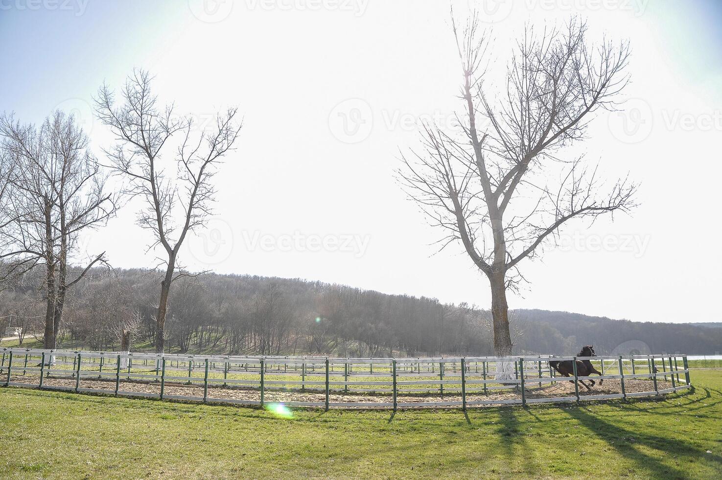 Equestrian ranch stable yard running horses, horse eating grass on summer field, purebred stallion pasture panoramic background photo