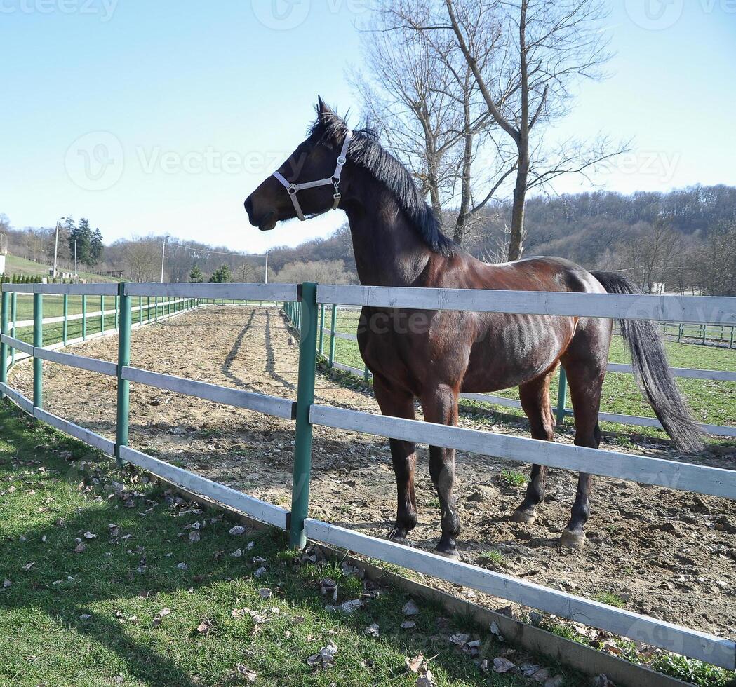 Equestrian ranch stable yard running horses, horse eating grass on summer field, purebred stallion pasture panoramic background photo
