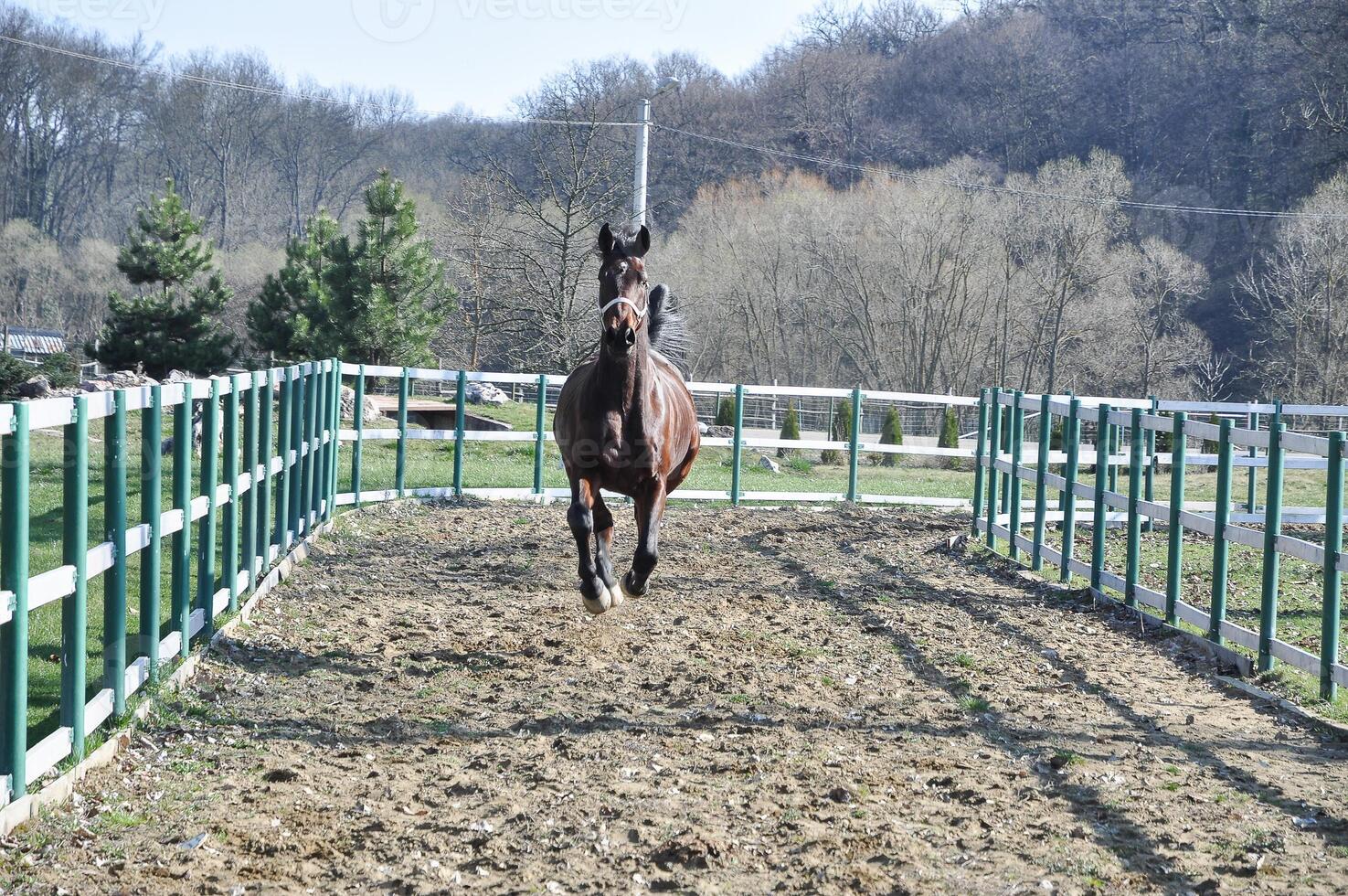 Equestrian ranch stable yard running horses, horse eating grass on summer field, purebred stallion pasture panoramic background photo