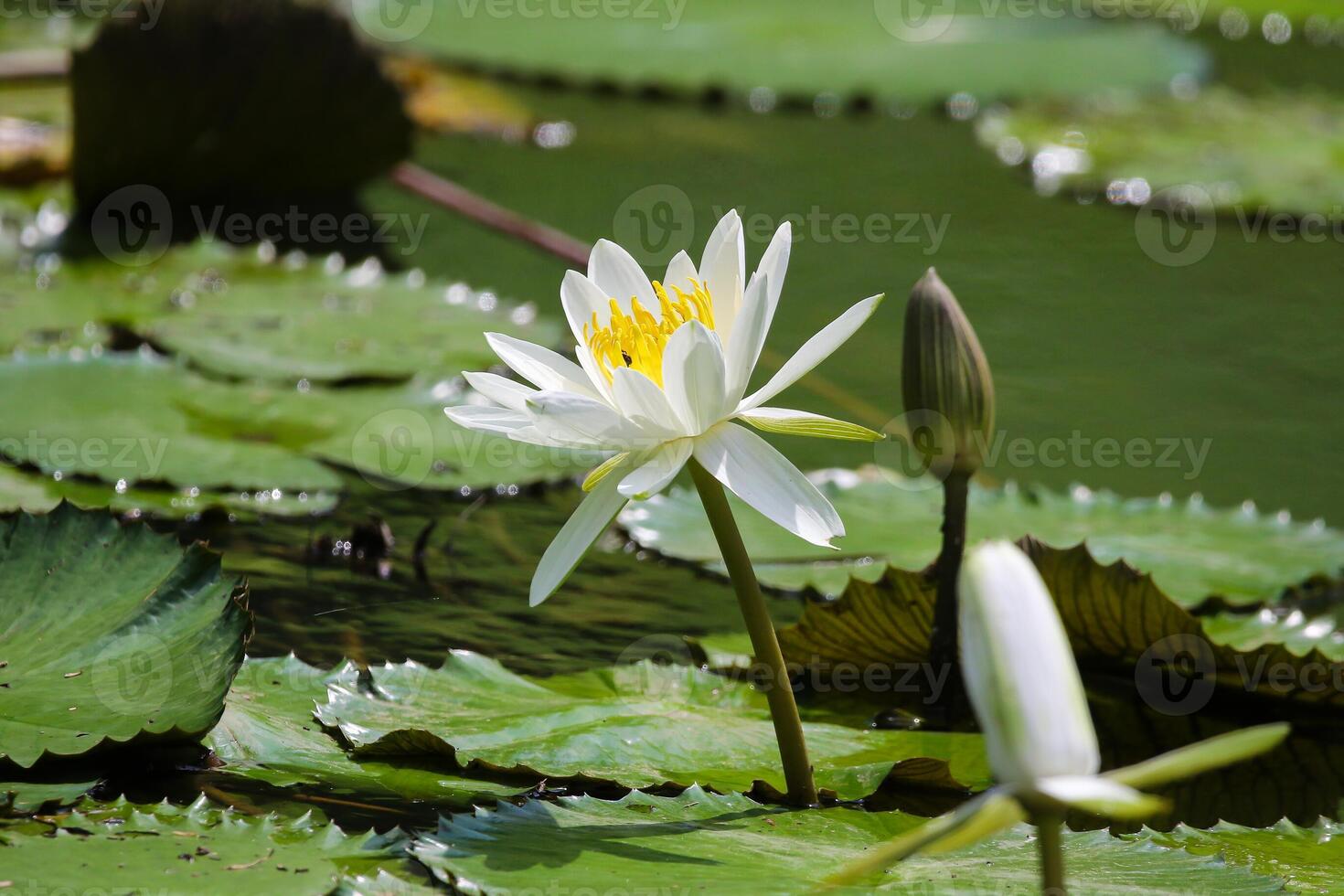 Close up view of couple of white waterlily in blomm floating on the lake photo