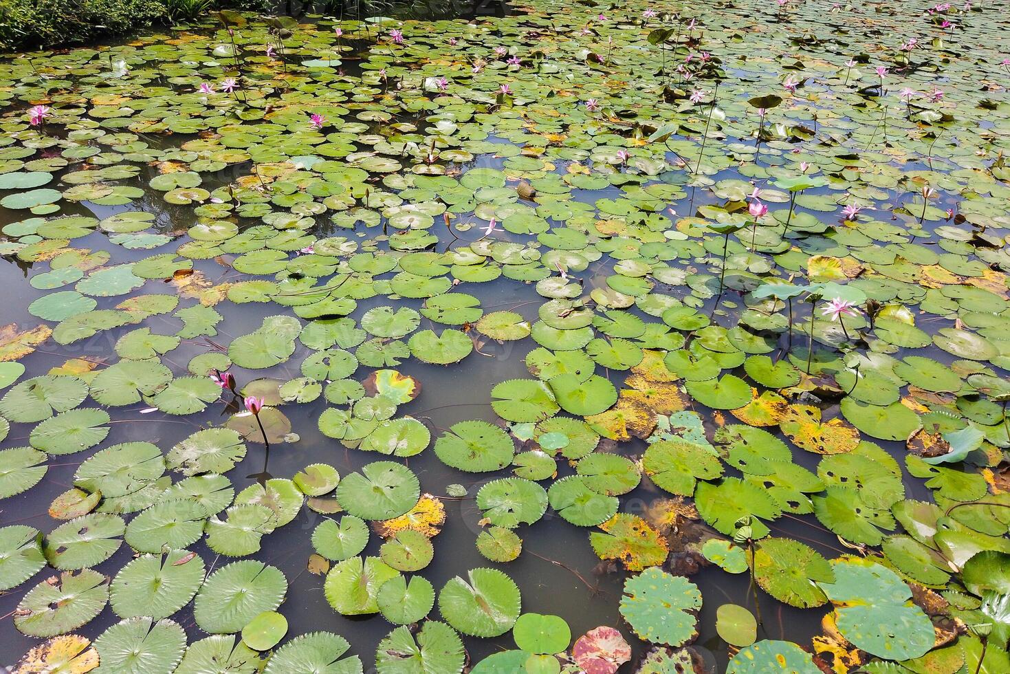 pink and white waterlily in blomm floating on the lake photo