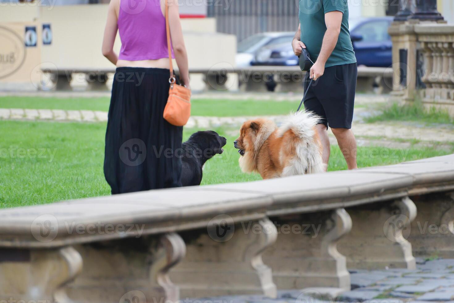 Two large dogs saying hello to each other in the park photo