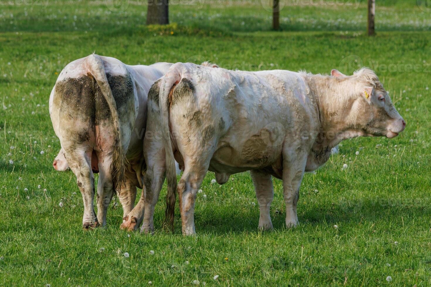 cows in westphalia photo