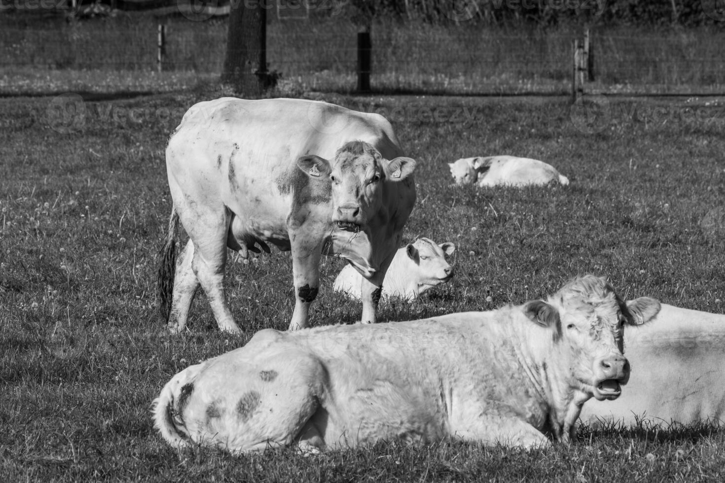 vacas en westfalia foto