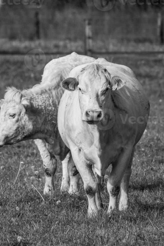 cows in westphalia photo