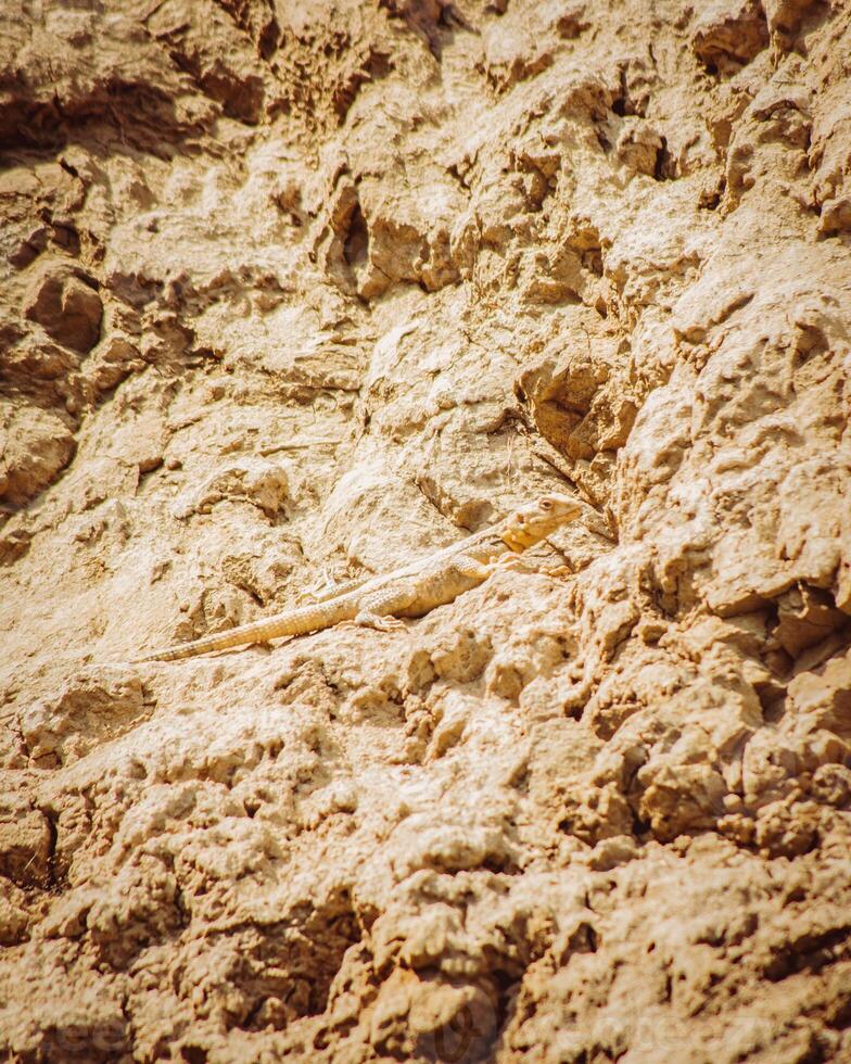 Common lizard hide blends camouflage on rocks in pantishara gorge. VAshlovani national park in Georgia photo