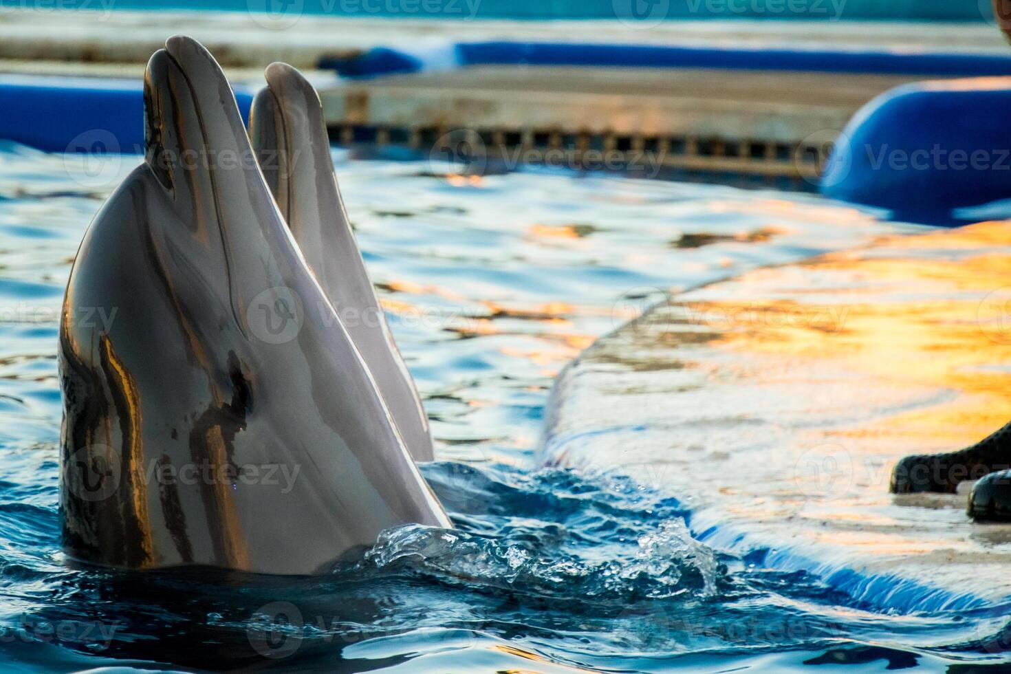 Two dolphin together perform in show together heads up in Batumi delphinium photo