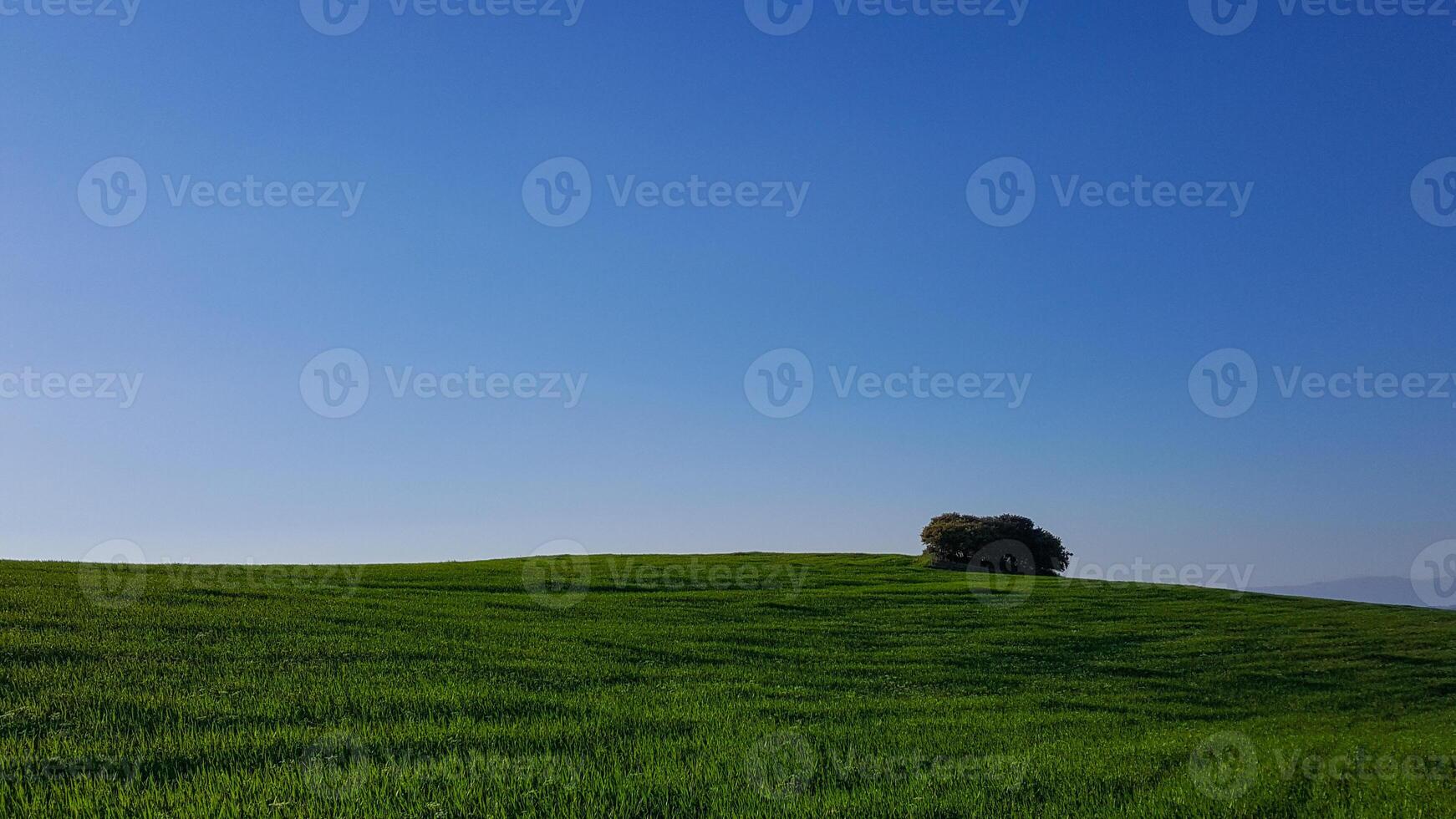 the green fields in spring season photo