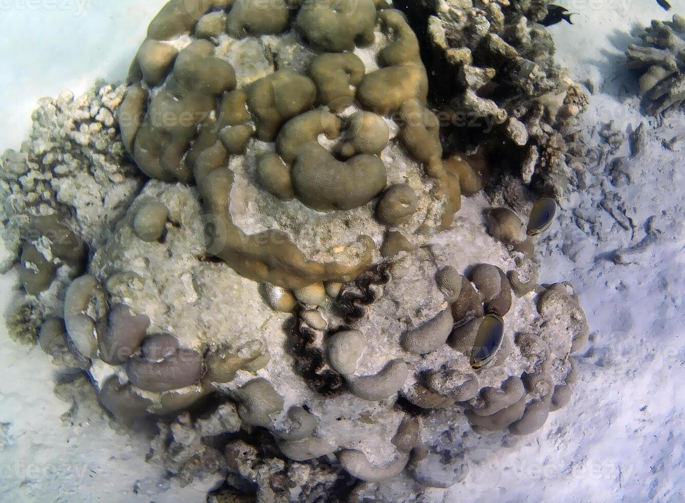 Underwater photo of pale corals with fish at the Maldives.