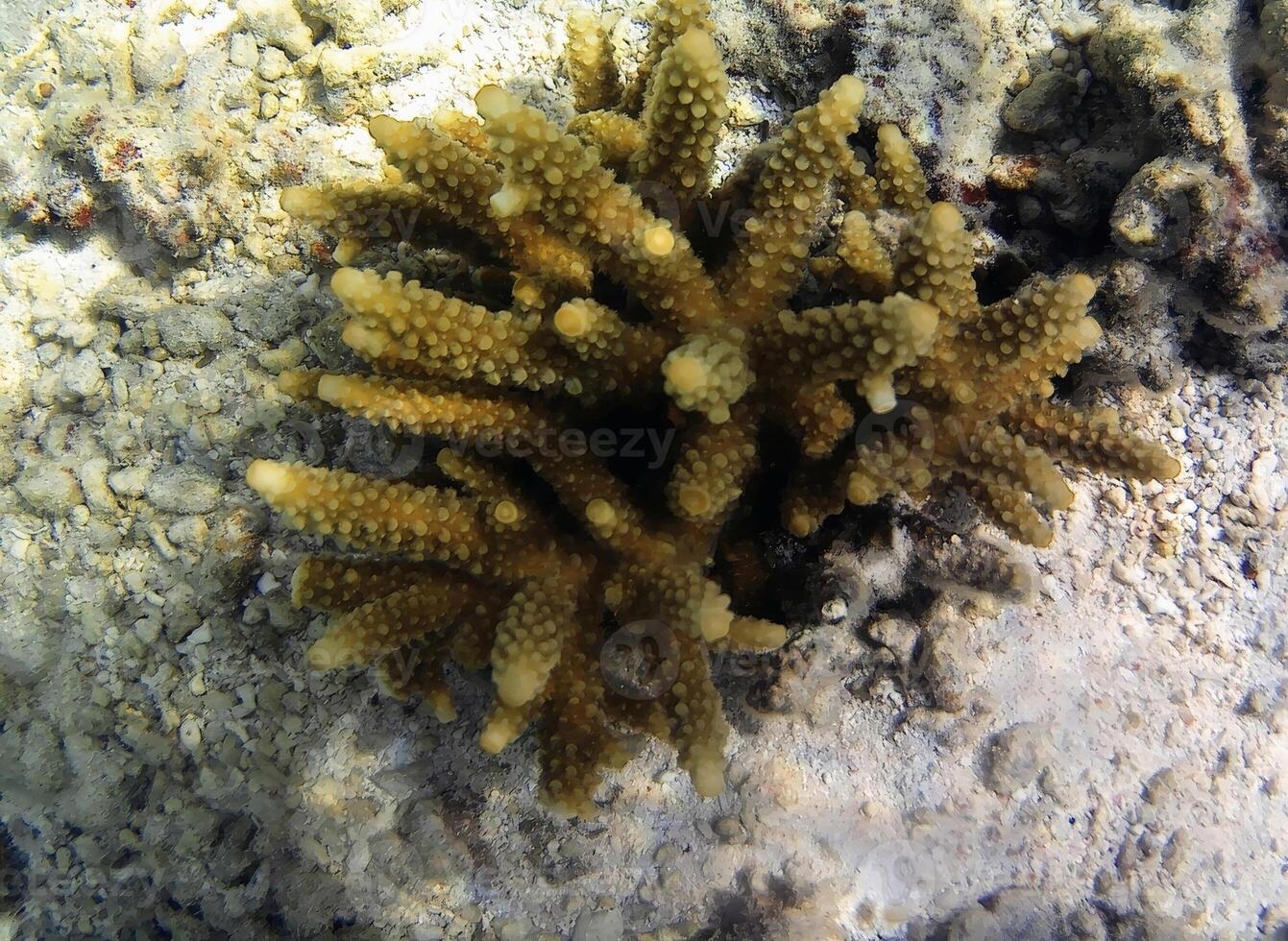 Underwater photo of pale corals with fish at the Maldives.