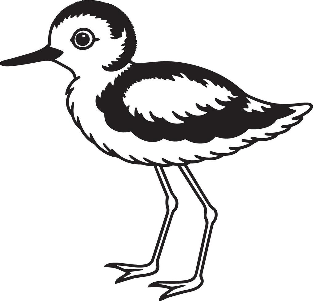 Illustration of a black and white sandpiper isolated on a white background vector