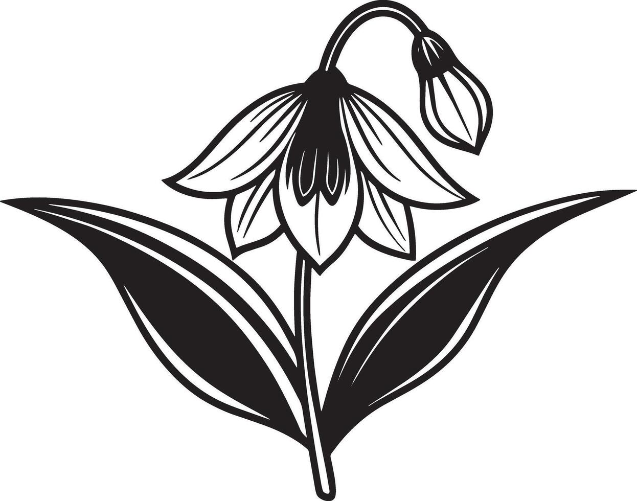 Snowdrop flower. Hand drawn illustration isolated on white background. vector