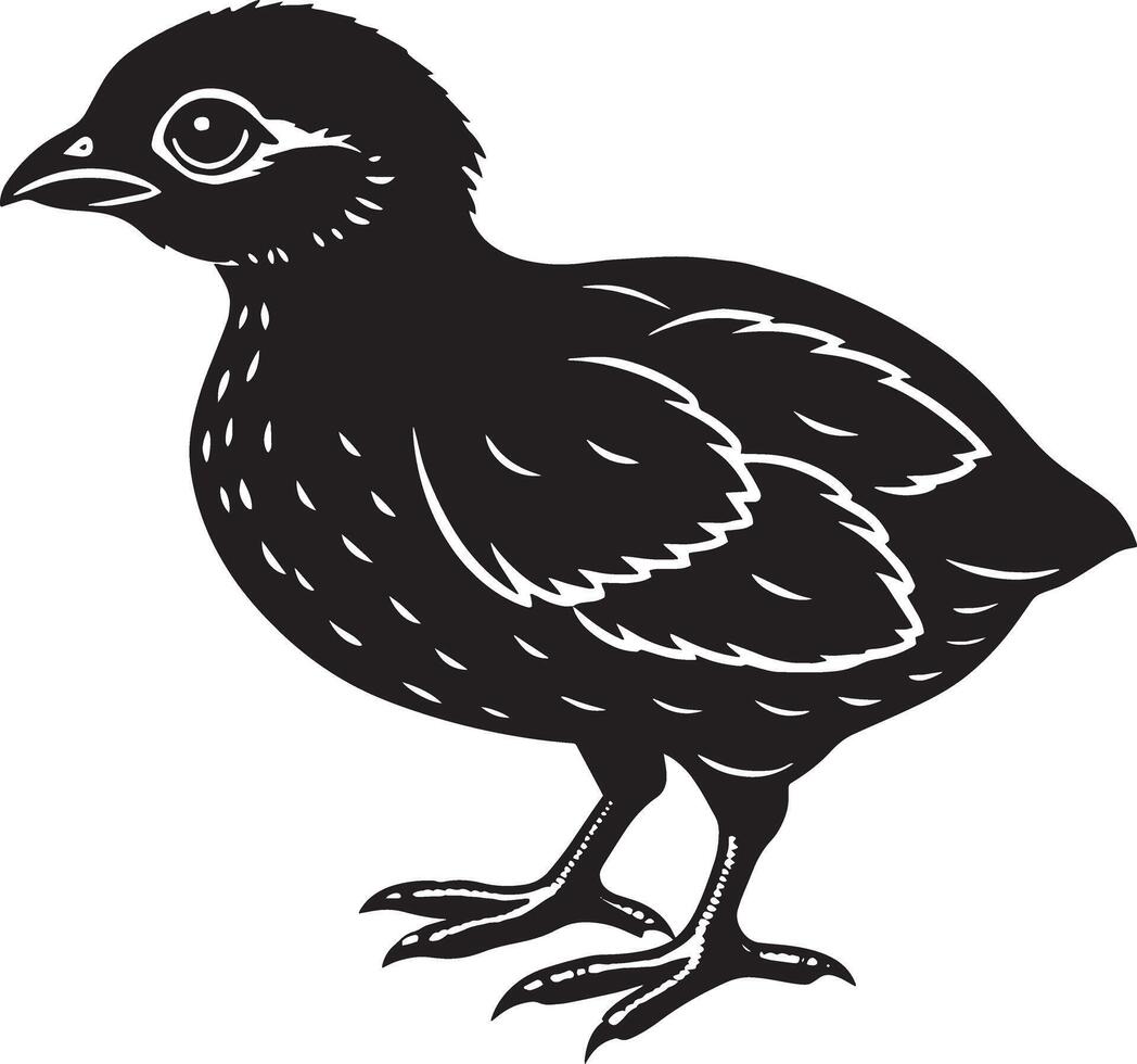 Quail Bird- Black and White Illustration, Isolated On White Background vector