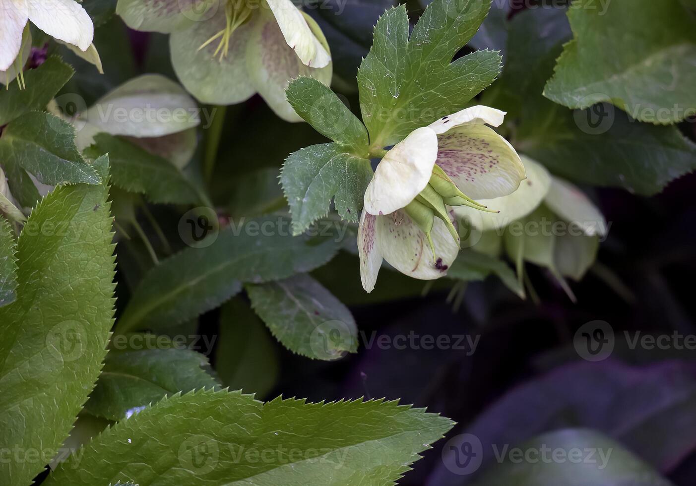 The day spring sun lights fresh flowers of a helleborus niger with bright white petals photo