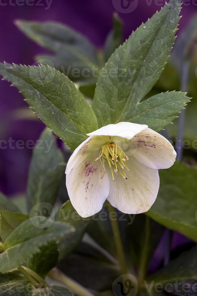 The day spring sun lights fresh flowers of a helleborus niger with bright white petals photo