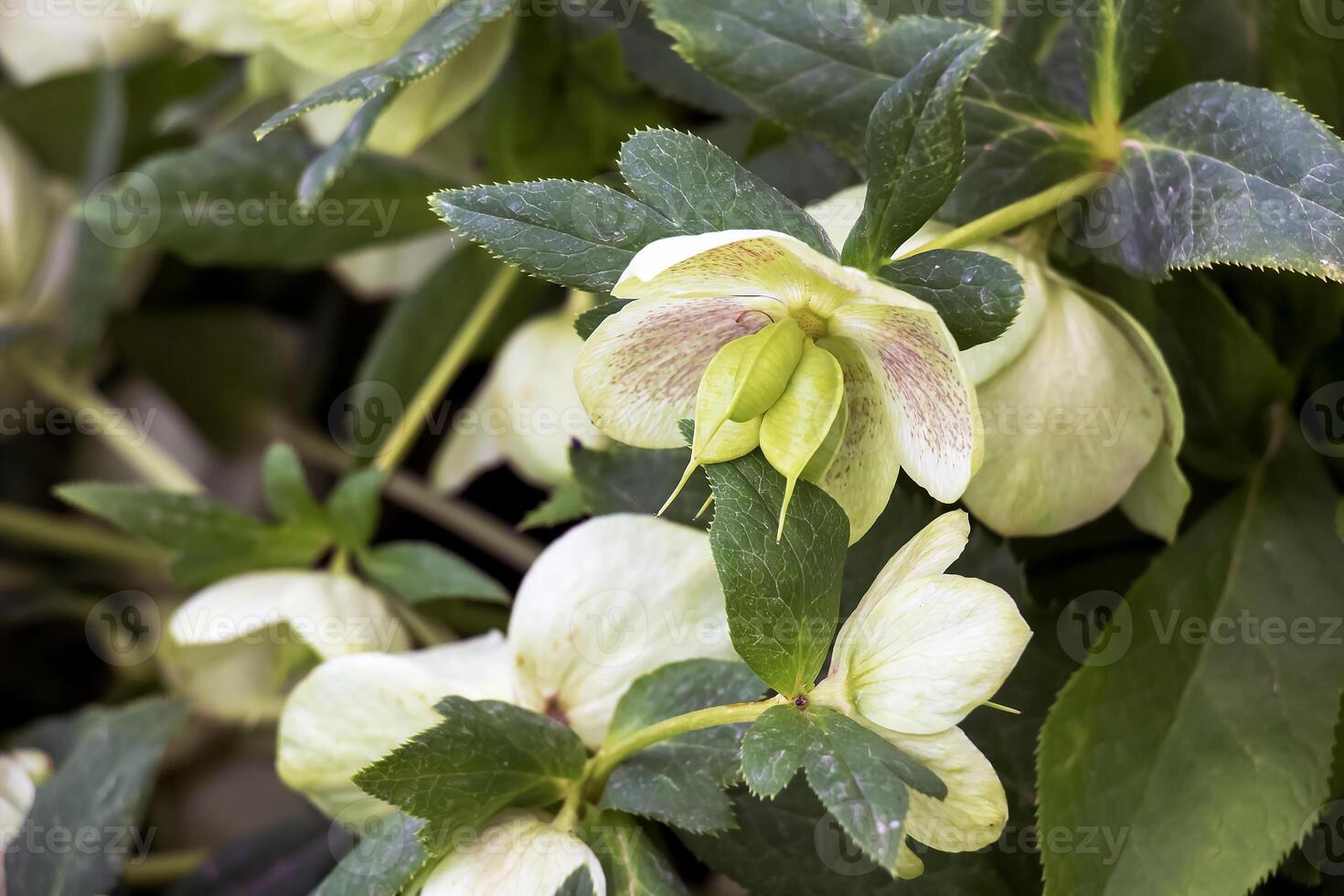 The day spring sun lights fresh flowers of a helleborus niger with bright white petals photo