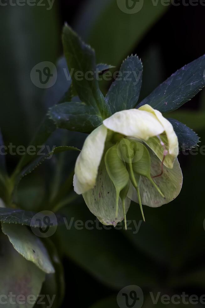 The day spring sun lights fresh flowers of a helleborus niger with bright white petals photo