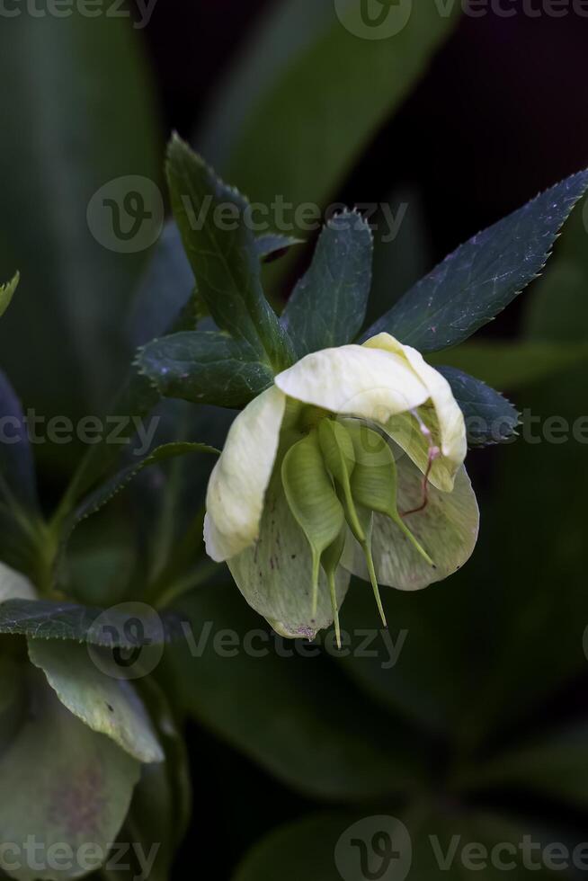 The day spring sun lights fresh flowers of a helleborus niger with bright white petals photo