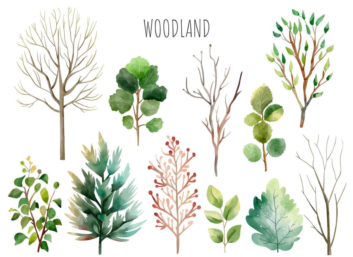 Set of wild watercolor forest trees and plants. Watercolor woodland. Watercolor nature elements vector