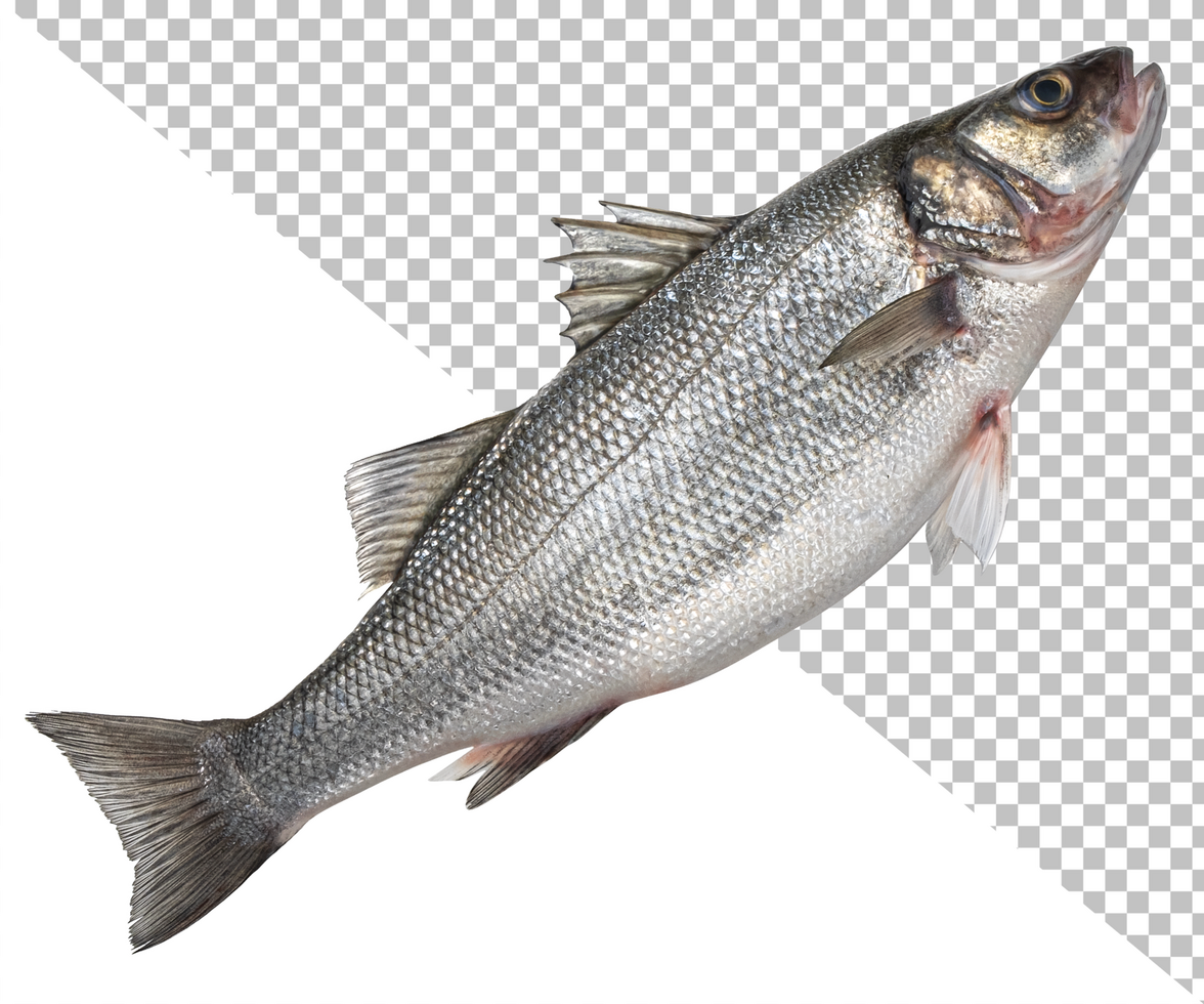 Sea bass, fresh seabass fish isolated on white background psd