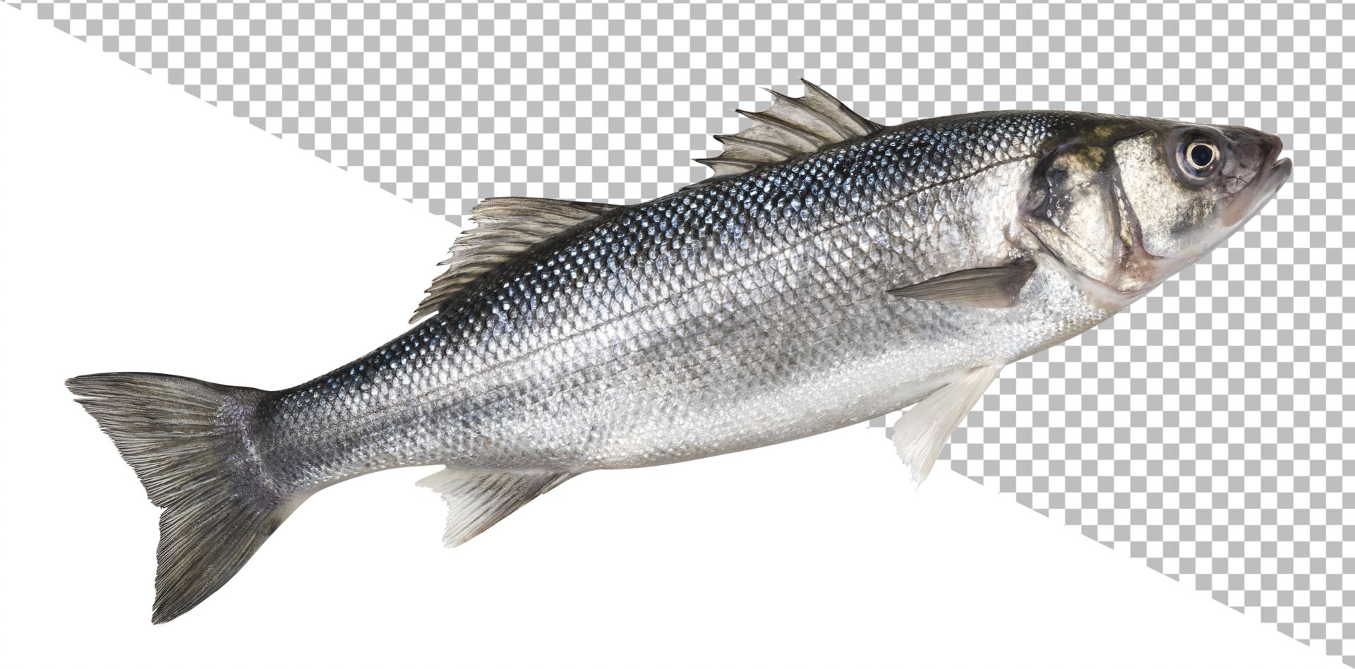 Sea bass, fresh seabass fish isolated on white background psd