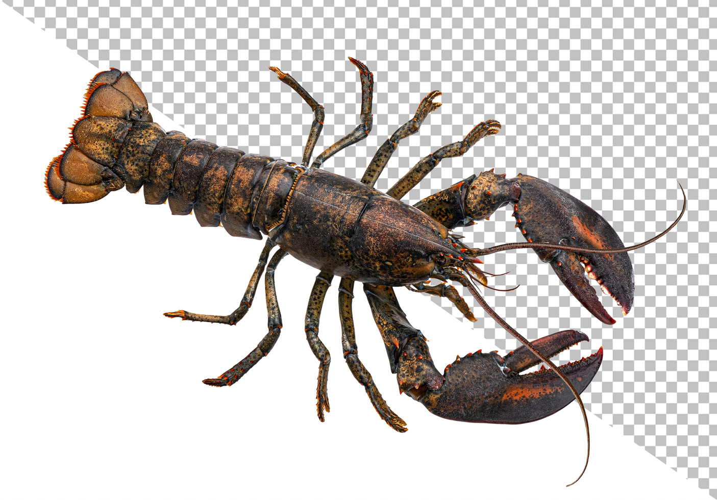 Fresh lobster isolated on white background psd