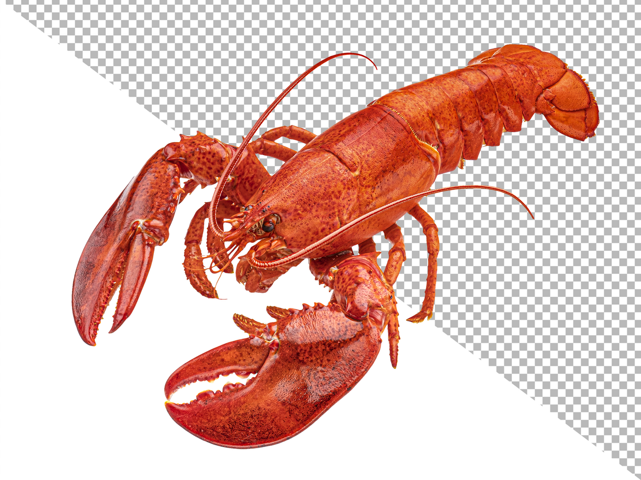 Cooked lobster isolated on white background, full depth of field psd