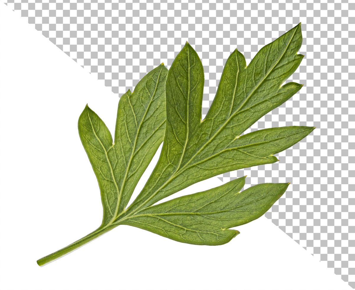 Parsley leaves isolated on white background psd