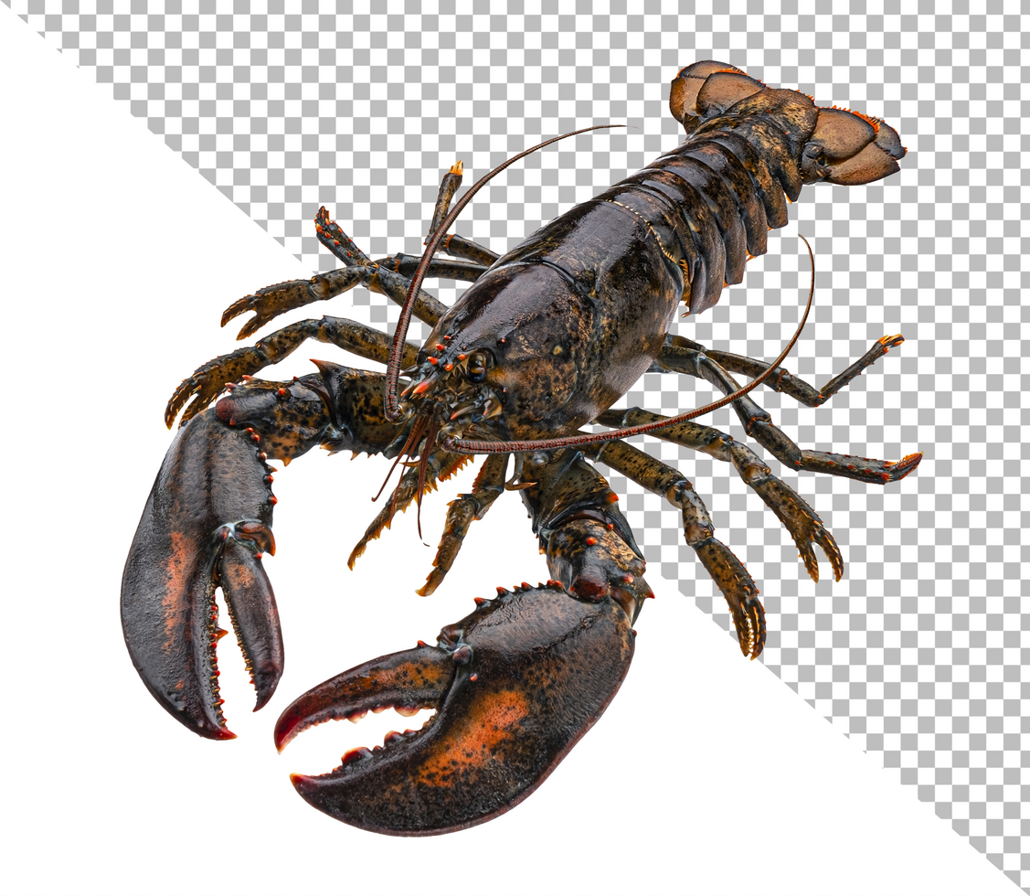 Fresh lobster isolated on white background psd