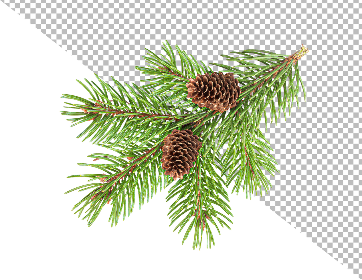 Fir tree branch with cones isolated on white background with clipping path psd