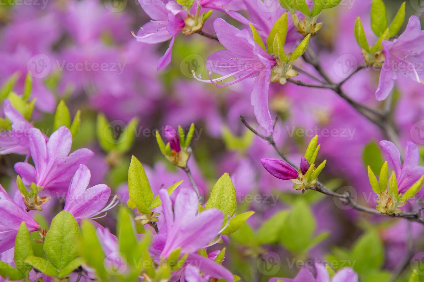 Purple Azalea flowers. Rhododendron Diamant Himmelblau. Buds on a bush. photo