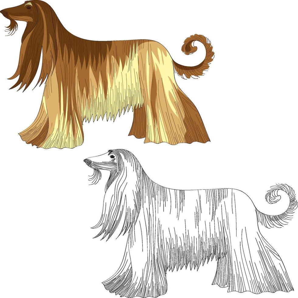 set dog Afghan hound breed vector