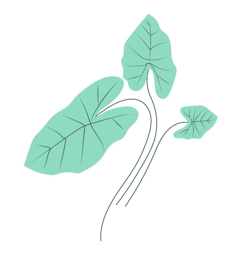 Abstract large green taro leaves in flat design. Tropical tree leafage. illustration isolated. vector