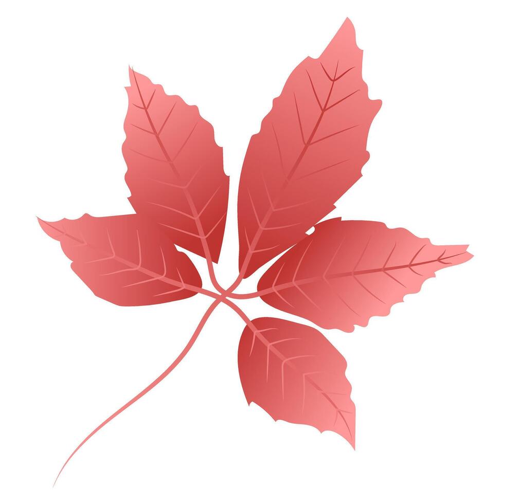 Red wild grape leaf with twig in flat design. Fall herbarium foliage. illustration isolated. vector