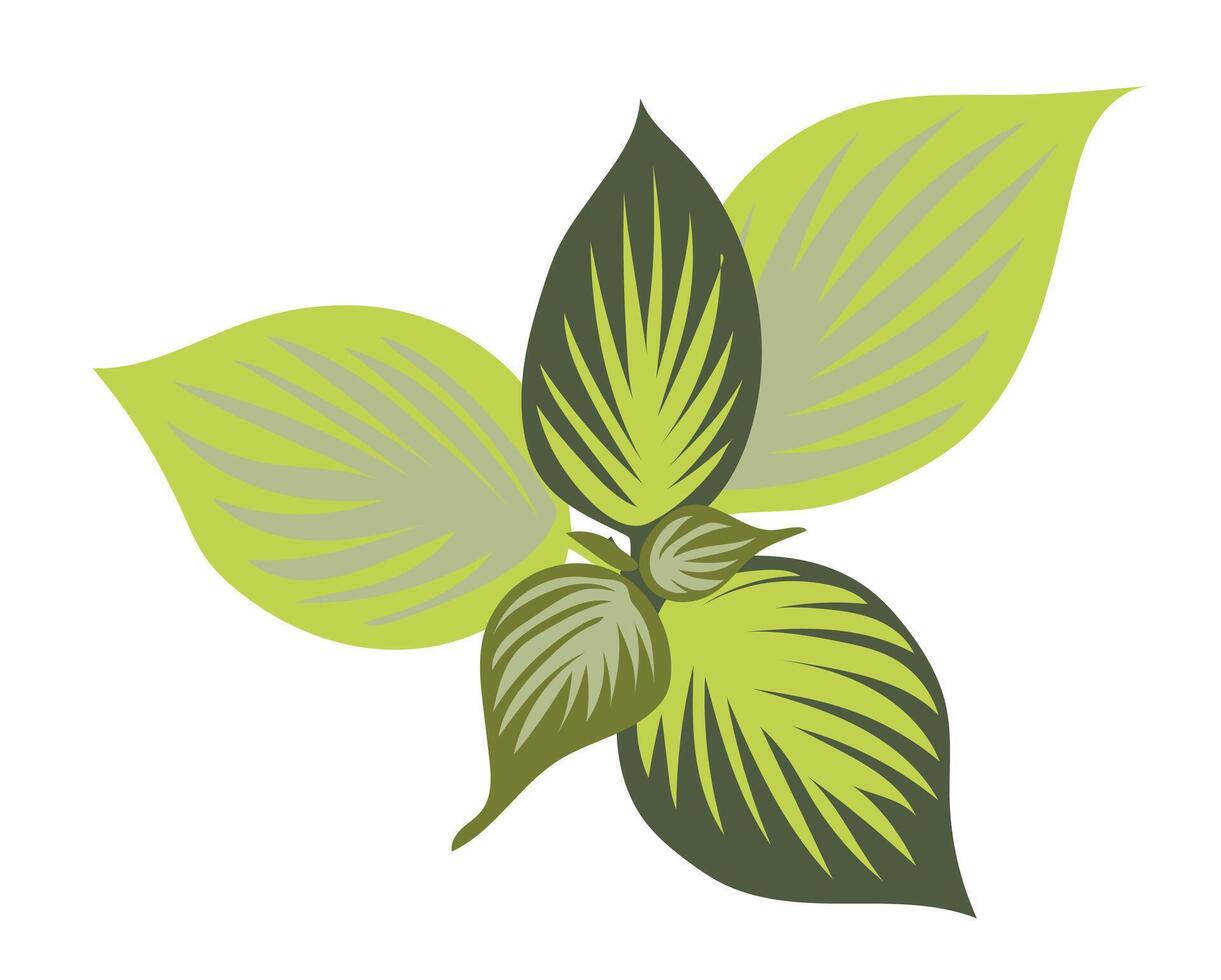 Tropical leaves with stripes pattern in flat design. Green foliage bush. illustration isolated. vector