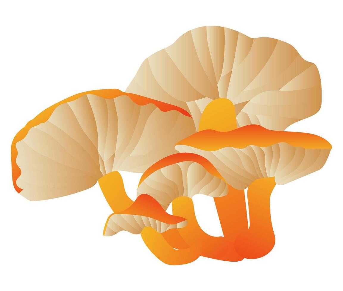 Chanterelle mushrooms in grass in flat design. Fungus with orange caps. illustration isolated. vector
