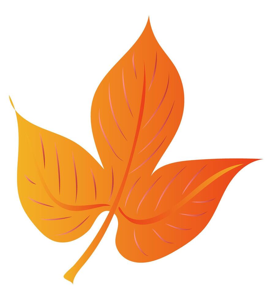 Autumn orange maple leaf in flat design. Decorative foliage with veins. illustration isolated. vector