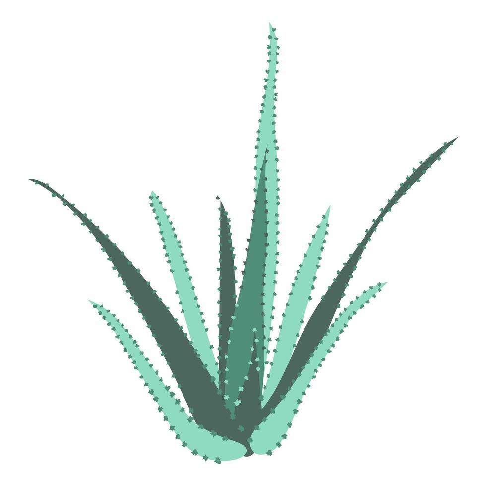 Abstract aloe vera plant in flat design. Tropical green succulent bush. illustration isolated. vector