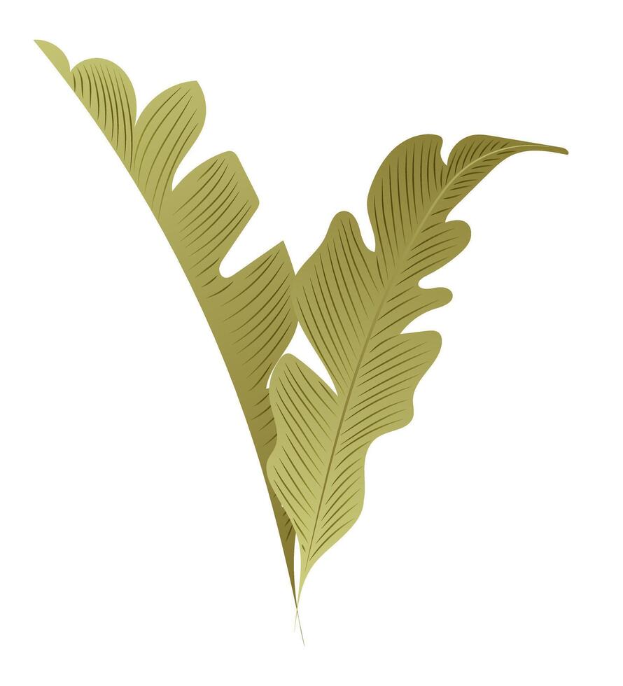 Green banana leaves in flat design. Summer tropical palm foliage twigs. illustration isolated. vector