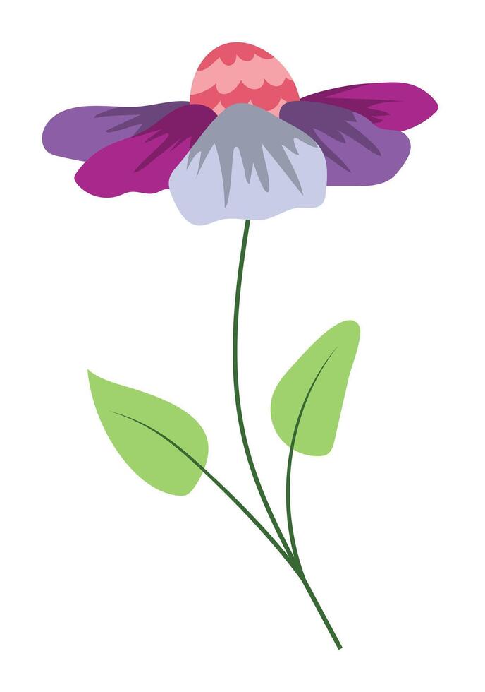 Purple echinacea flower on stem in flat design. Daisy with green leaves. illustration isolated. vector