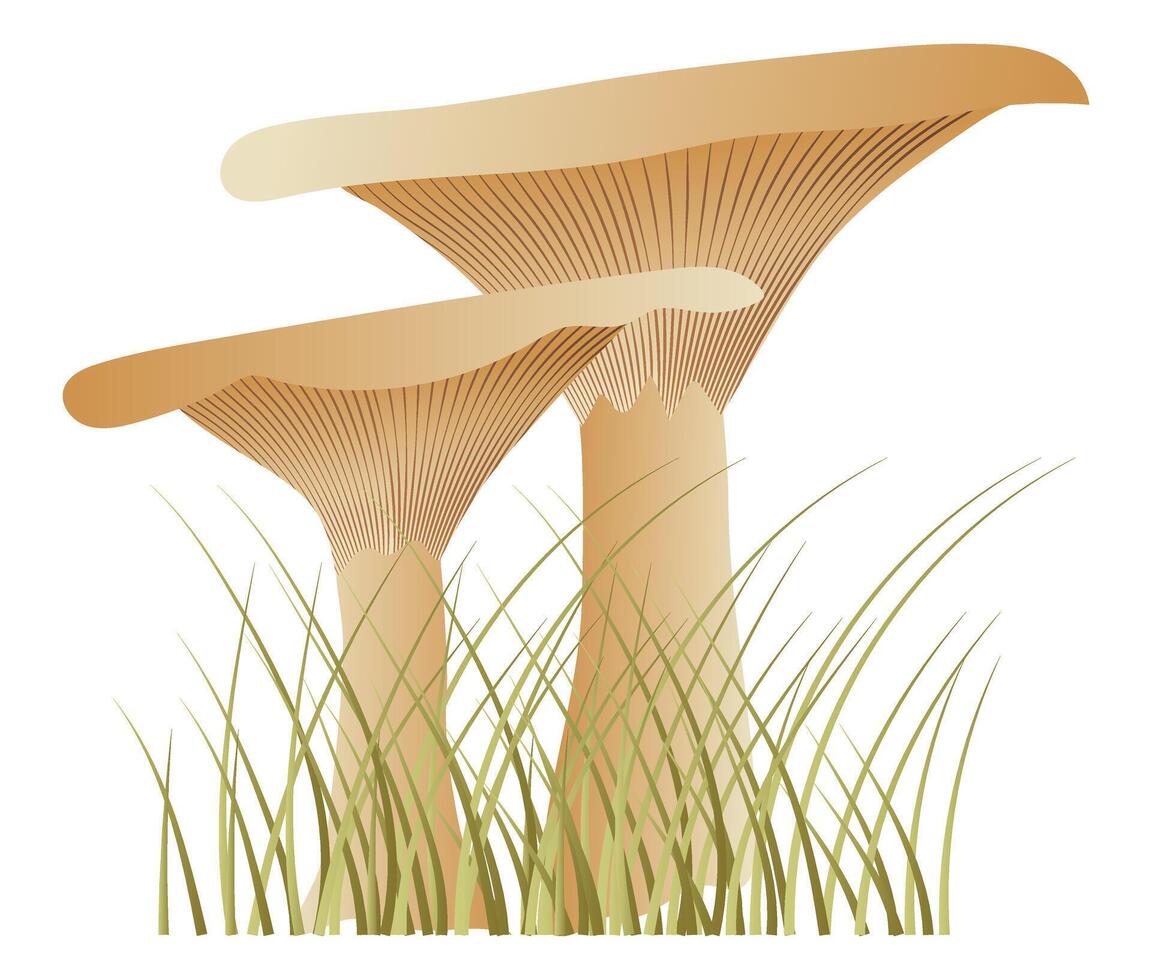 Milk mushrooms in grass in flat design. Wild seasonal forest fungus. illustration isolated. vector