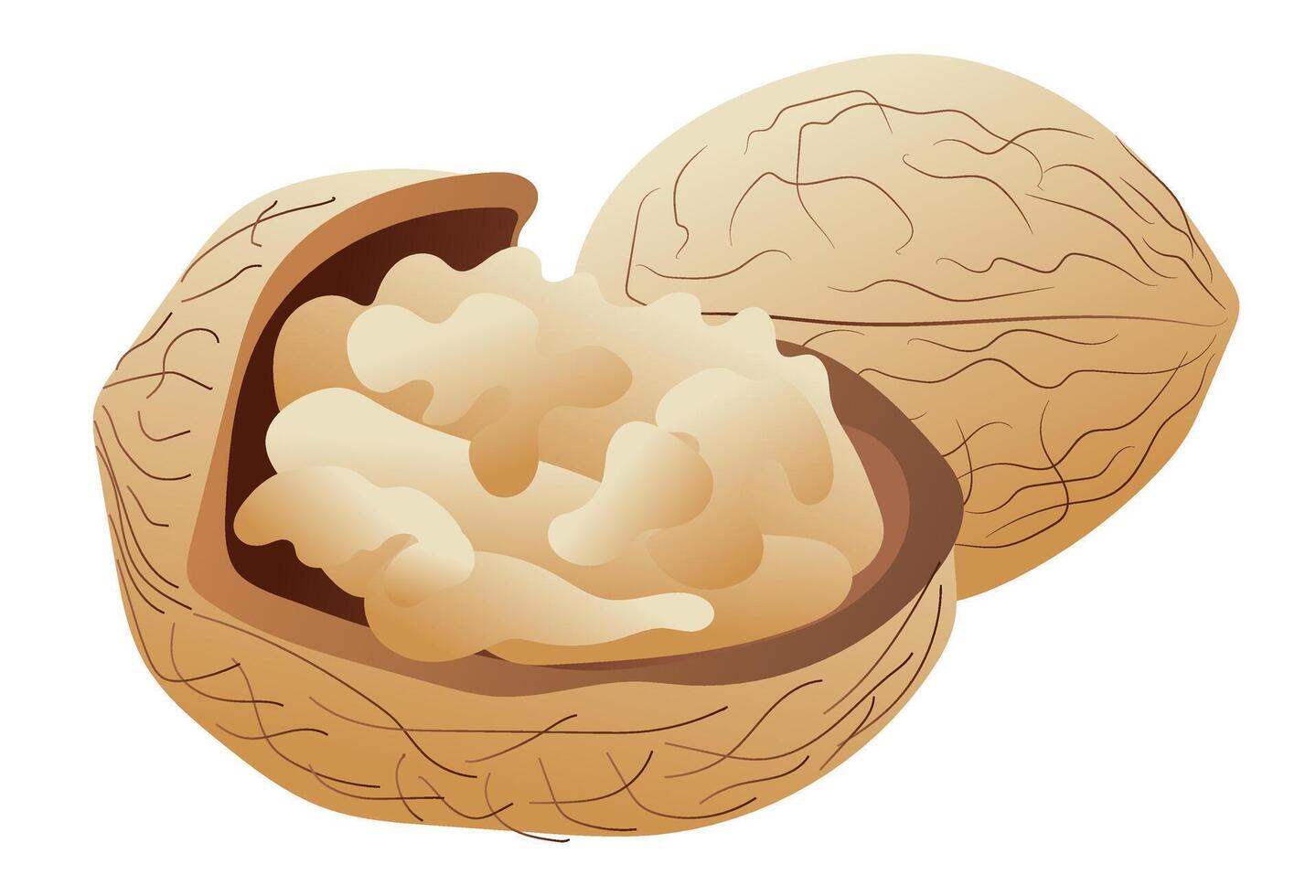 Walnut in cracked nutshell in flat design. Seasonal brown tree nut. illustration isolated. vector