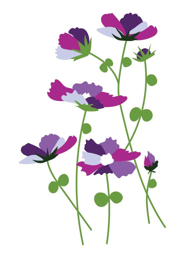 Purple cosmos flowers on branch in flat design. Abstract field blossoms. illustration isolated. vector