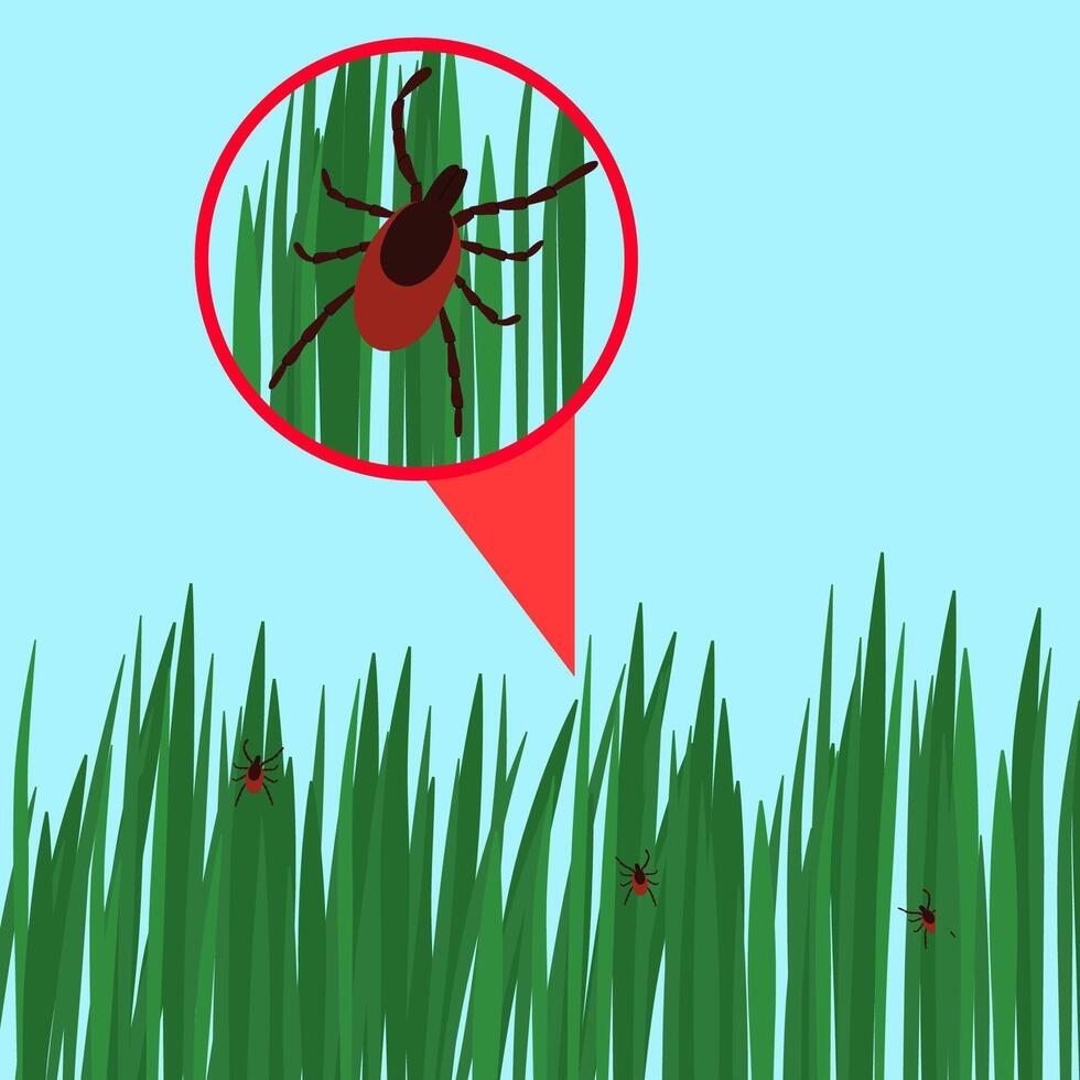 Tick in the green grass flat illustration. Danger tick bug in grass.Healthcare illustration. vector