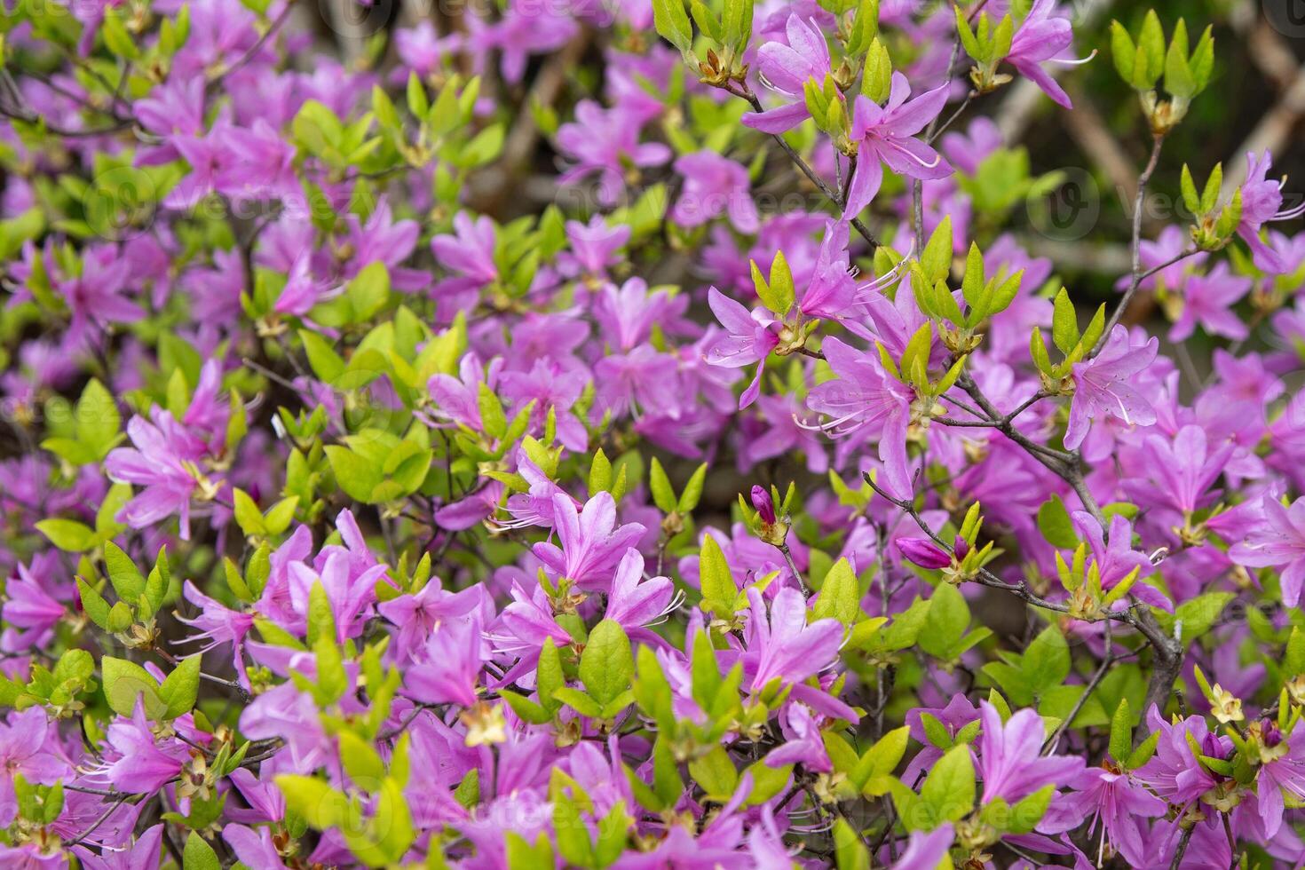 Purple Azalea flowers. Rhododendron Diamant Himmelblau. Buds on a bush. photo