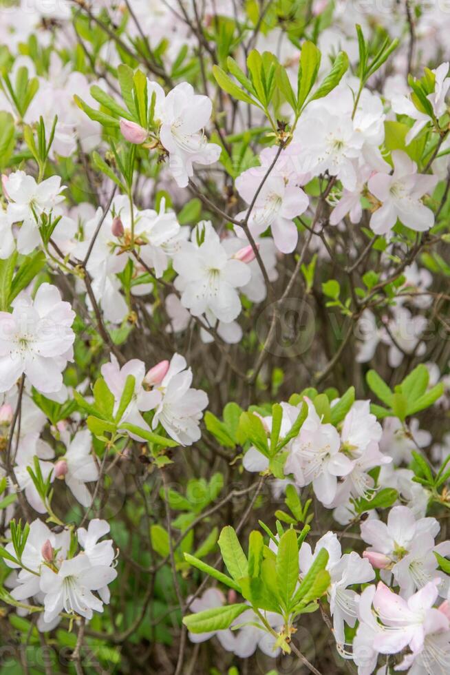 White Azalea flowers. Rhododendron Diamant Himmelblau. Buds on a bush. photo