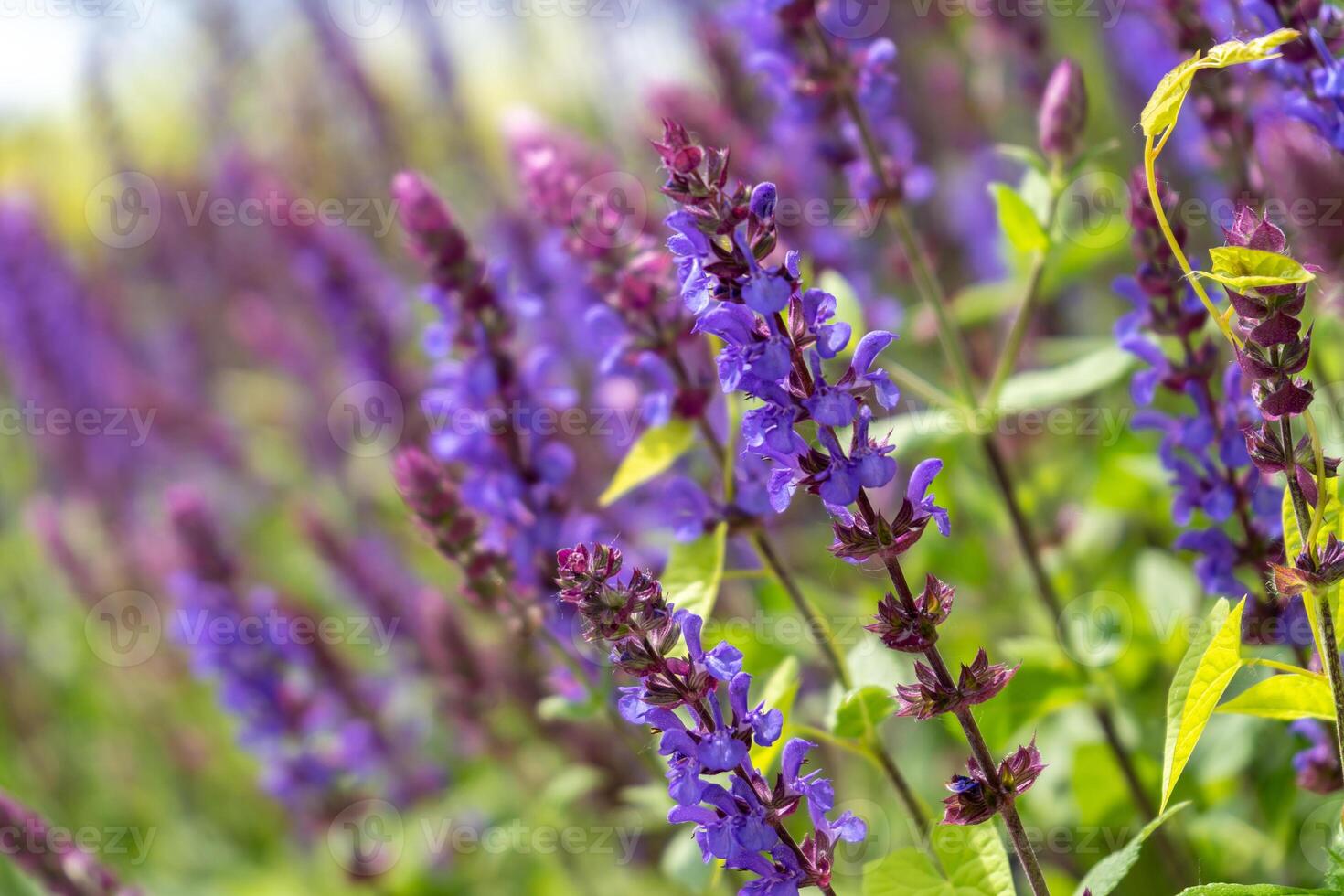 Sage oak flower close-up. Summer floral background. Medicinal plant in a flower bed. Gardening photo